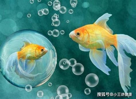 哪一種魚最好養|十大易養觀賞魚排行榜